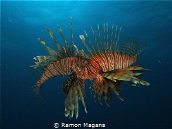 Lion fish mating dance...found in Mahahual Q.Roo at 80ft ... by Ramon Magana 